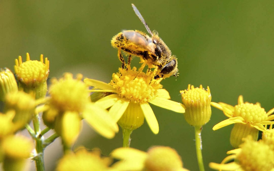 Jak Laudato Si’ odbudowuje nas we Włoszech